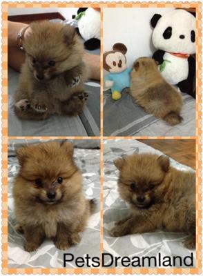 Pomeranian - Pomeranian Dog