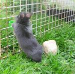 Lionhead Bunnies/blue,gray-eyed/ - Lionhead Rabbit