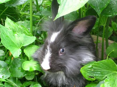 Lionhead Bunnies/blue,gray-eyed/ - Lionhead Rabbit