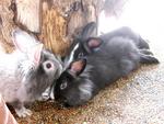 Lionhead Bunnies/blue,gray-eyed/ - Lionhead Rabbit