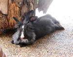 Lionhead Bunnies/blue,gray-eyed/ - Lionhead Rabbit