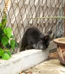 Lionhead Bunnies/blue,gray-eyed/ - Lionhead Rabbit