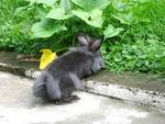 Lionhead Bunnies/blue,gray-eyed/ - Lionhead Rabbit