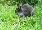 Lionhead Bunnies/blue,gray-eyed/ - Lionhead Rabbit