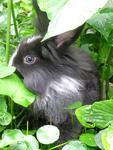 Lionhead Bunnies/blue,gray-eyed/ - Lionhead Rabbit