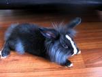 Lionhead Bunnies/blue,gray-eyed/ - Lionhead Rabbit