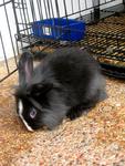 Lionhead Bunnies/blue,gray-eyed/ - Lionhead Rabbit