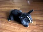 Lionhead Bunnies/blue,gray-eyed/ - Lionhead Rabbit