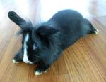 Lionhead Bunnies/blue,gray-eyed/ - Lionhead Rabbit