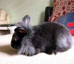 Lionhead Bunnies/blue,gray-eyed/ - Lionhead Rabbit