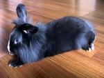 Lionhead Bunnies/blue,gray-eyed/ - Lionhead Rabbit