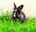 Lionhead Bunnies/blue,gray-eyed/ - Lionhead Rabbit