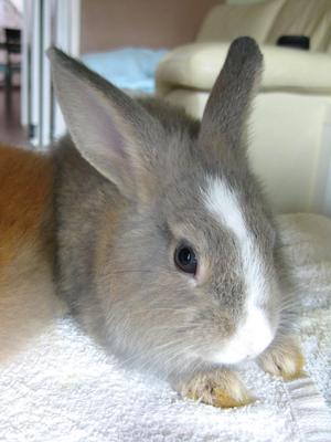 PF33631 - Lionhead + Chinchilla Rabbit