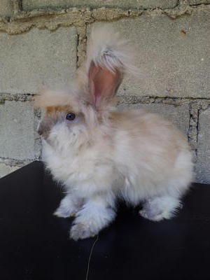 Bubu - Angora Rabbit Rabbit