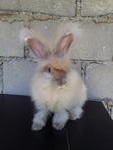 Bubu - Angora Rabbit Rabbit