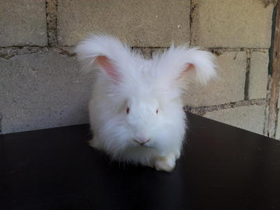 English Anggora - Angora Rabbit Rabbit