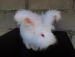 English Anggora - Angora Rabbit Rabbit