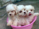 Maltese Small Size.strong - Maltese Dog