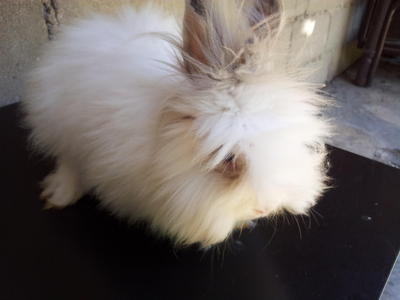 Momo - Angora Rabbit Rabbit