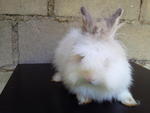 Momo - Angora Rabbit Rabbit