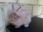 Anggora - Angora Rabbit Rabbit