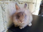 Anggora - Angora Rabbit Rabbit