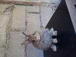 Anggora - Angora Rabbit Rabbit