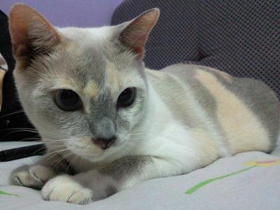 Mimi - Siamese Cat