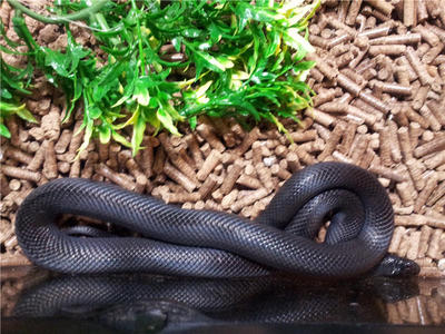 Maxican Black Kingsnake - Snake Reptile