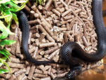 Maxican Black Kingsnake - Snake Reptile