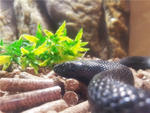 Maxican Black Kingsnake - Snake Reptile