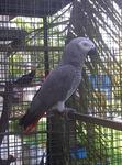 African Grey 3.5k