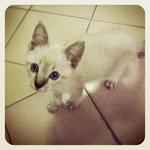 Cat A.k.a Kittun - Siamese Cat