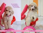 Buffy - Standard Poodle Dog