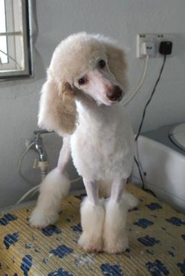 Buffy - Standard Poodle Dog