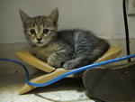 Friendly, Female, Tamchiak - Bengal + Domestic Short Hair Cat