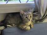 Friendly, Female, Tamchiak - Bengal + Domestic Short Hair Cat