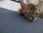 Friendly, Female, Tamchiak - Bengal + Domestic Short Hair Cat