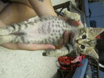 Friendly, Female, Tamchiak - Bengal + Domestic Short Hair Cat