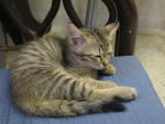 Friendly, Female, Tamchiak - Bengal + Domestic Short Hair Cat