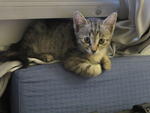 Friendly, Female, Tamchiak - Bengal + Domestic Short Hair Cat