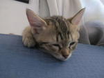 Friendly, Female, Tamchiak - Bengal + Domestic Short Hair Cat