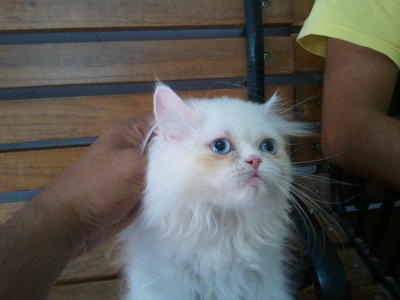 Snowwy - Persian Cat