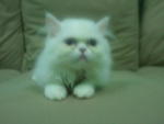 Snowwy - Persian Cat