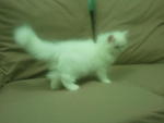 Snowwy - Persian Cat