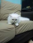 Snowwy - Persian Cat