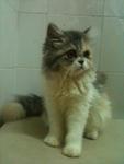 Lulu-persian - Persian Cat