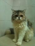 Lulu-persian - Persian Cat