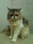 Lulu-persian - Persian Cat