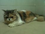 Lulu-persian - Persian Cat